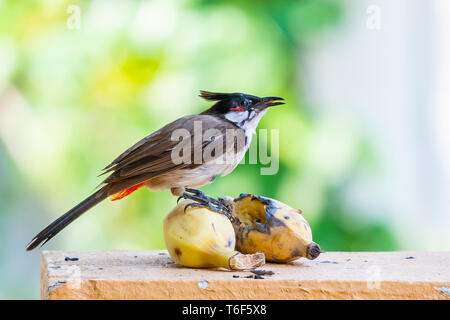 Rosso-whiskered bulbul appollaiate su banana godendo del suo sapore Foto Stock