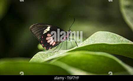 Transandean cattleheart farfalla a coda di rondine Foto Stock