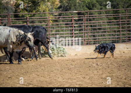 Bull allentando vi muscoli in Rancho Oso, California Foto Stock