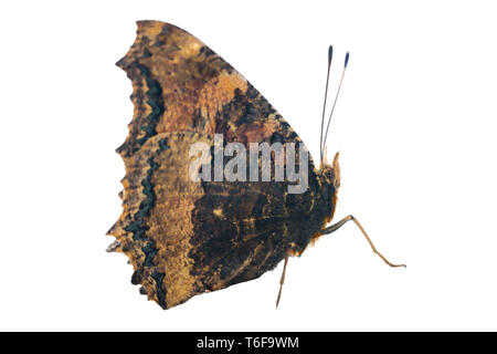 Butterfly zampe gialle tartaruga si siede su una finestra Foto Stock