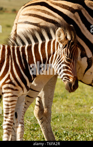 Zebra baby strofinando la testa contro la sua mamma Foto Stock