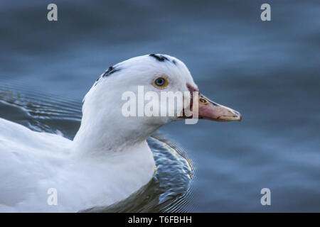 Anatra domestica (Ana plathyrhanchos) Foto Stock