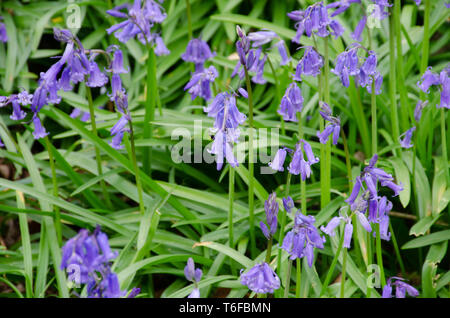 Piccolo gruppo di Bluebells Foto Stock