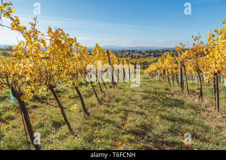 Veduta autunnale del vigneto in Vienna (Austria) Foto Stock