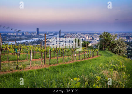 Vista su Vienna dai vigneti durante ore blu Foto Stock