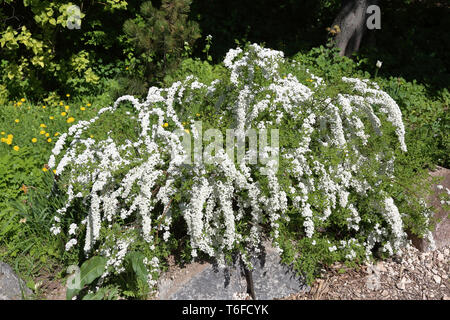 Colorata fioritura tree con splendidi fiori bianchi sui rami Foto Stock