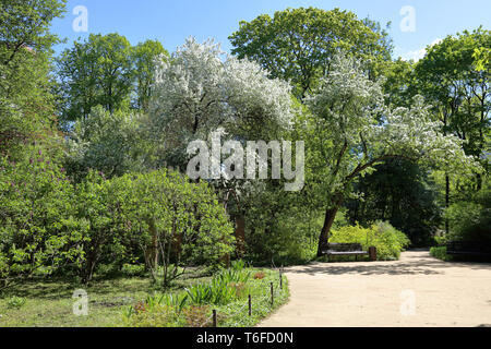 Colorata fioritura tree con splendidi fiori bianchi sui rami Foto Stock