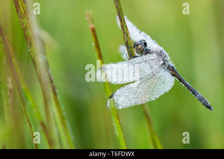 Libellula skimmer in una palude tedesco Foto Stock