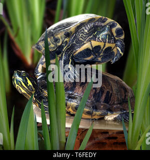 Rosso-eared cursori Foto Stock