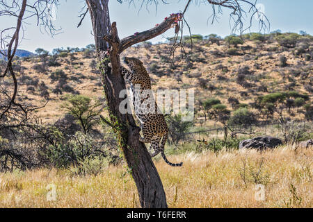 African leopard si arrampica su un albero Foto Stock