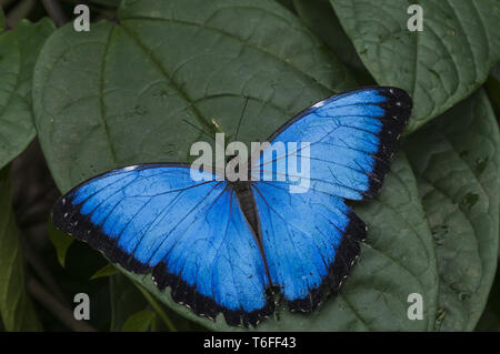 Blue Morpho, morfo granadensis seduto su una foglia. Foto Stock