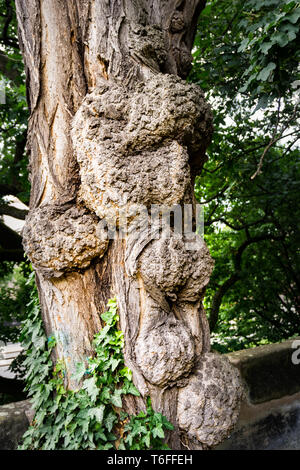 Nodose tronco di albero Foto Stock