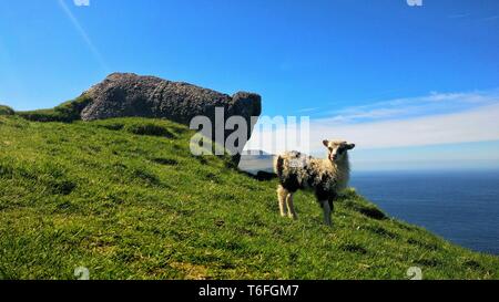 Agnello su campo verde Foto Stock