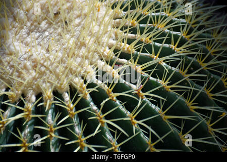 Golden Barrel Cactus Foto Stock