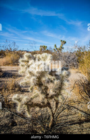 Teddy Bear Cholla Cactus nel Parco nazionale di Joshua Tree Foto Stock