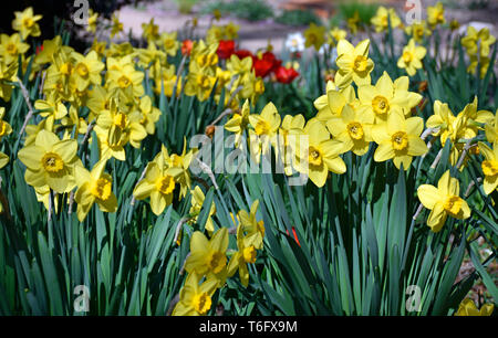 Yellow Daffodils in una calda giornata di primavera Foto Stock