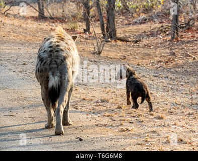 Un Spotted Hyena madre e cub in Africa australe Foto Stock