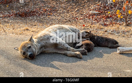 Spotted Hyena cubs allattamento Foto Stock