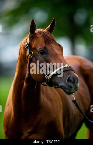 Louisville, Kentucky, Stati Uniti d'America. Il 1 maggio, 2019. LOUISVILLE, Kentucky - 01 Maggio: Vekoma a Churchill Downs a Louisville, Kentucky su 01 Maggio, 2019. Evers/Eclipse Sportswire/CSM/Alamy Live News Foto Stock