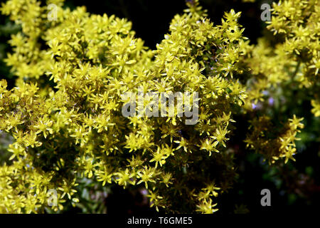 Riflessi stonecrop, tripmadam, rock stonecrop Foto Stock