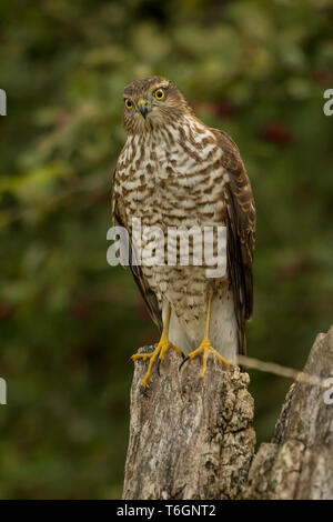 Eurasian Sparviero (Accipiter nisus), Germania Foto Stock