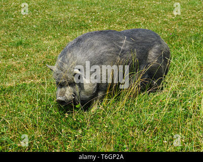 Maiale Pot-bellied Foto Stock
