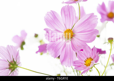 Giardino cosmo o messicano aster, cosmos bipinnatus Foto Stock