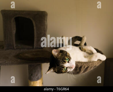 Cat è agghiacciante in un amaca Foto Stock