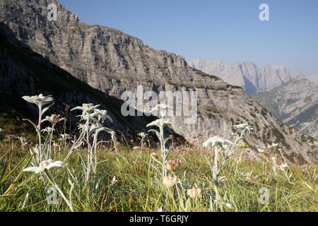 Alcuni fiori edelweis in montagna Foto Stock