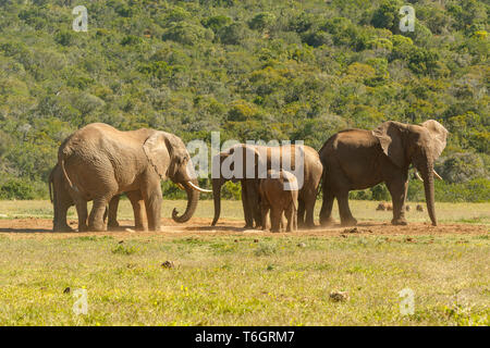 Famiglia di elefante raggrinzimento insieme alla diga Foto Stock