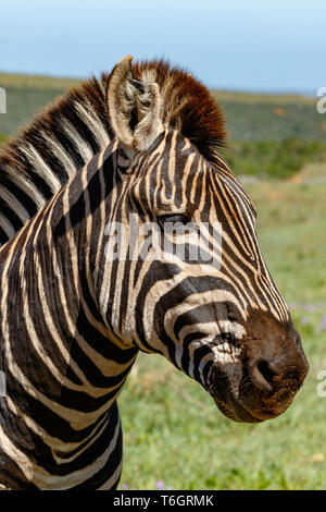 In prossimità di una zebra e permanente fissando Foto Stock