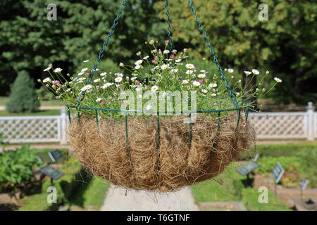 Cestino con fiori freschi appesi su catene in cantiere Foto Stock