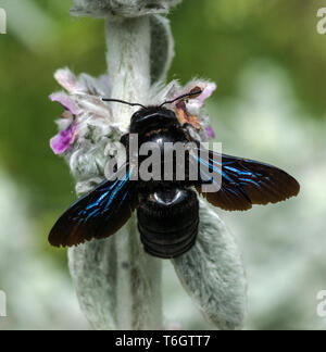 Carpenter Bee (Xylocopa valga) Questo grande bee è qui su un agnello, linguetta (Stachy lanata) impianto Foto Stock