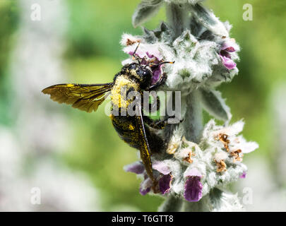 Carpenter Bee (Xylocopa valga) Questo grande bee è qui su un agnello, linguetta (Stachy lanata) impianto Foto Stock