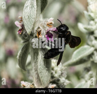 Carpenter Bee (Xylocopa valga) Questo grande bee è qui su un agnello, linguetta (Stachy lanata) impianto Foto Stock