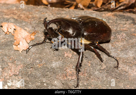 Scarabeo rinoceronte (Xylotrupes gideon). Questo coleottero è stata fotografata a Stoccolma Zoo.la Svezia. Foto Stock