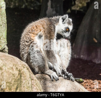 Anello-tailed Lemur (Lemur catta).fotografato a Stoccolma Zoo.la Svezia. Foto Stock