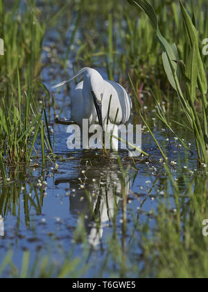 Garzetta, Egretta garzetta, Germania Est Foto Stock
