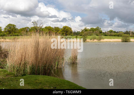 Corsham Park - Corsham Court, Corsham Wiltshire, Inghilterra, Regno Unito Foto Stock