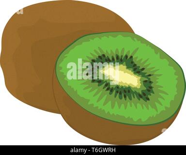Kiwi illustrazione vettoriale su sfondo bianco Illustrazione Vettoriale