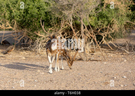 Cervi asse a Sir Bani Yas Island, l'Arabian Wildlife Park, Abu Dhabi, Emirati arabi uniti Foto Stock