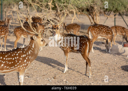 Cervi asse a Sir Bani Yas Island, l'Arabian Wildlife Park, Abu Dhabi, Emirati arabi uniti Foto Stock