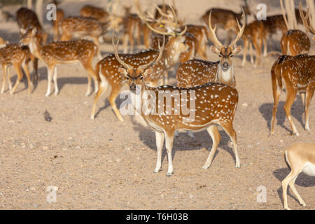 Cervi asse a Sir Bani Yas Island, l'Arabian Wildlife Park, Abu Dhabi, Emirati arabi uniti Foto Stock