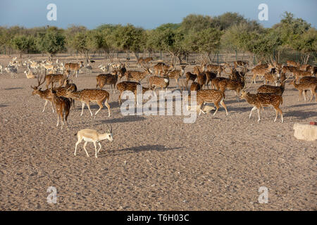 Cervi asse a Sir Bani Yas Island, l'Arabian Wildlife Park, Abu Dhabi, Emirati arabi uniti Foto Stock