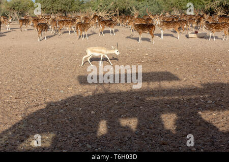 Cervi asse a Sir Bani Yas Island, l'Arabian Wildlife Park, Abu Dhabi, Emirati arabi uniti Foto Stock