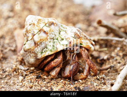 Close-up di un eremita granchi (Coenobitidae) che protegge un guscio, vicino alla spiaggia e circondato da foglie e ramoscelli, stretta area di messa a fuoco con sfocatura sullo sfondo Foto Stock