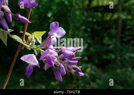 Dettaglio della bella delicati fiori viola del glicine, contro un verde sfondo naturale Foto Stock