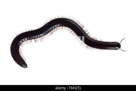 Julidae. Il marrone scuro e arancio millepiedi, circa 7cm di lunghezza, l'Europa. La ultimate creepy crawly. Isolato su sfondo bianco. Foto Stock