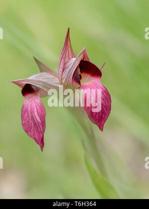 Serapias Lingua, Tongue orchid. Defocussed sfondo. Foto Stock