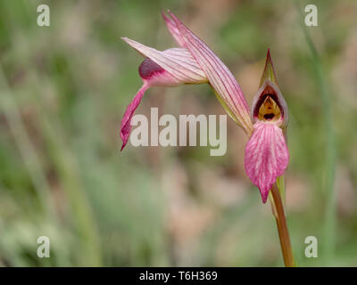 Serapias Lingua, Tongue orchid. Defocussed sfondo. Foto Stock